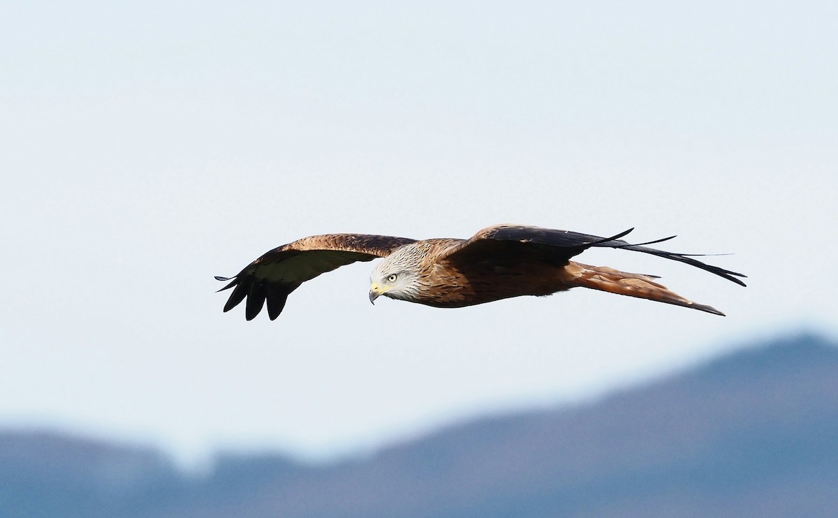 Red Kite - ML644454240