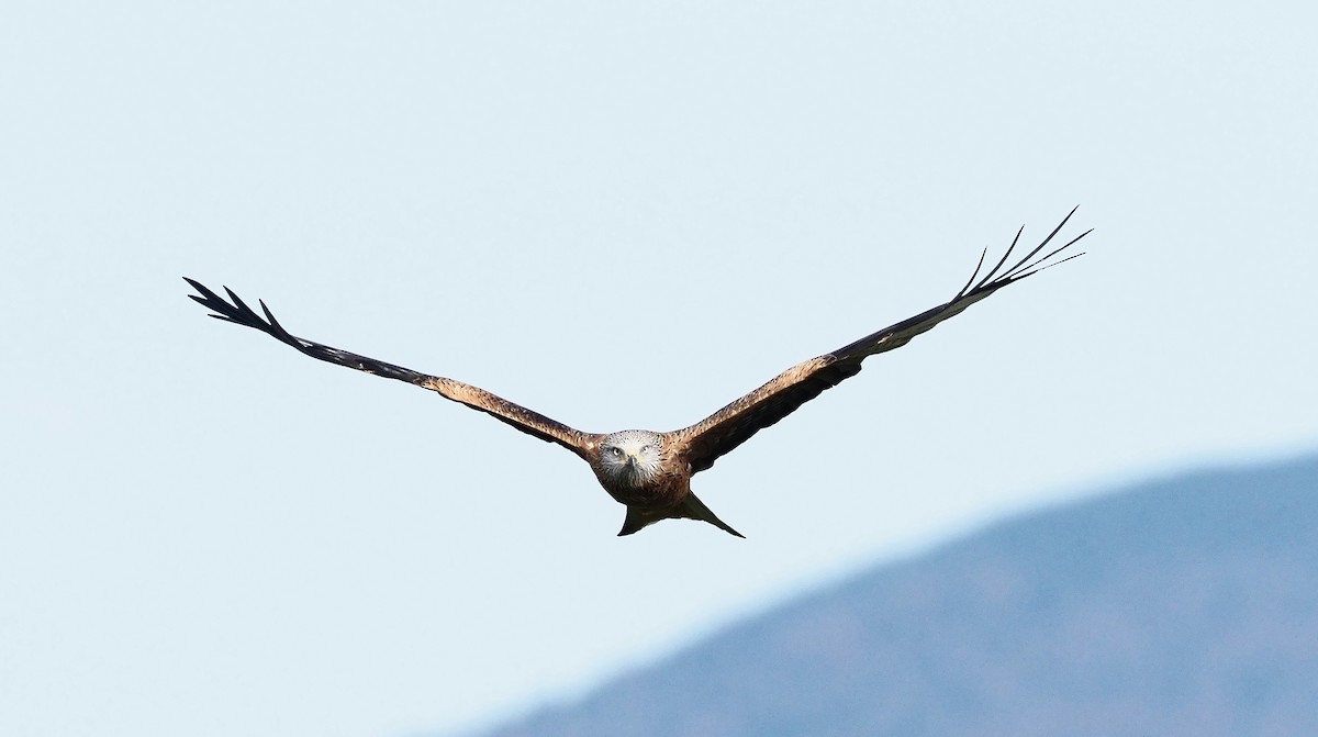 Red Kite - ML644454244
