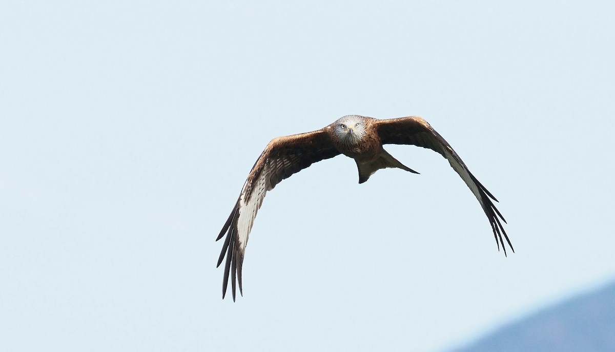 Red Kite - ML644454250