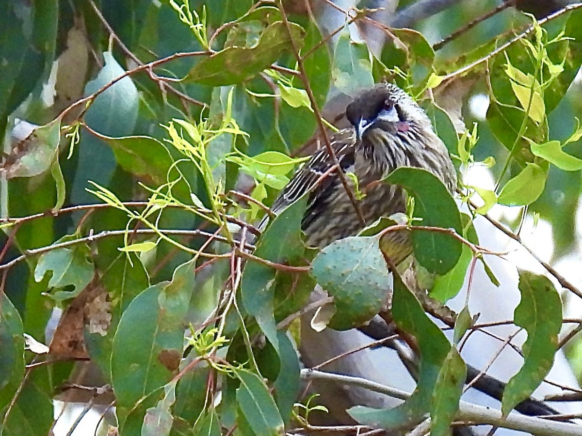 Red Wattlebird - ML644454258