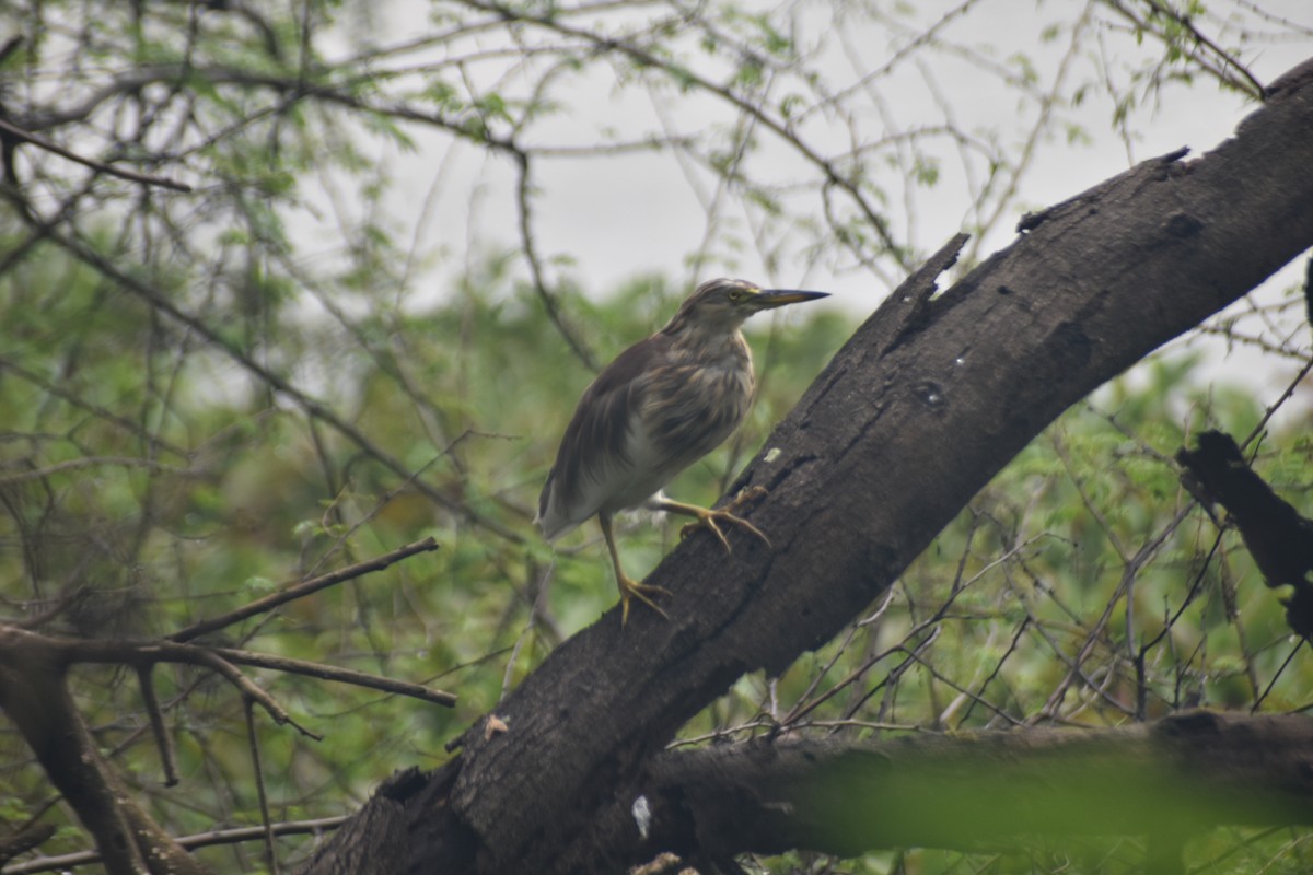 אנפית סוף הודית - ML644454263