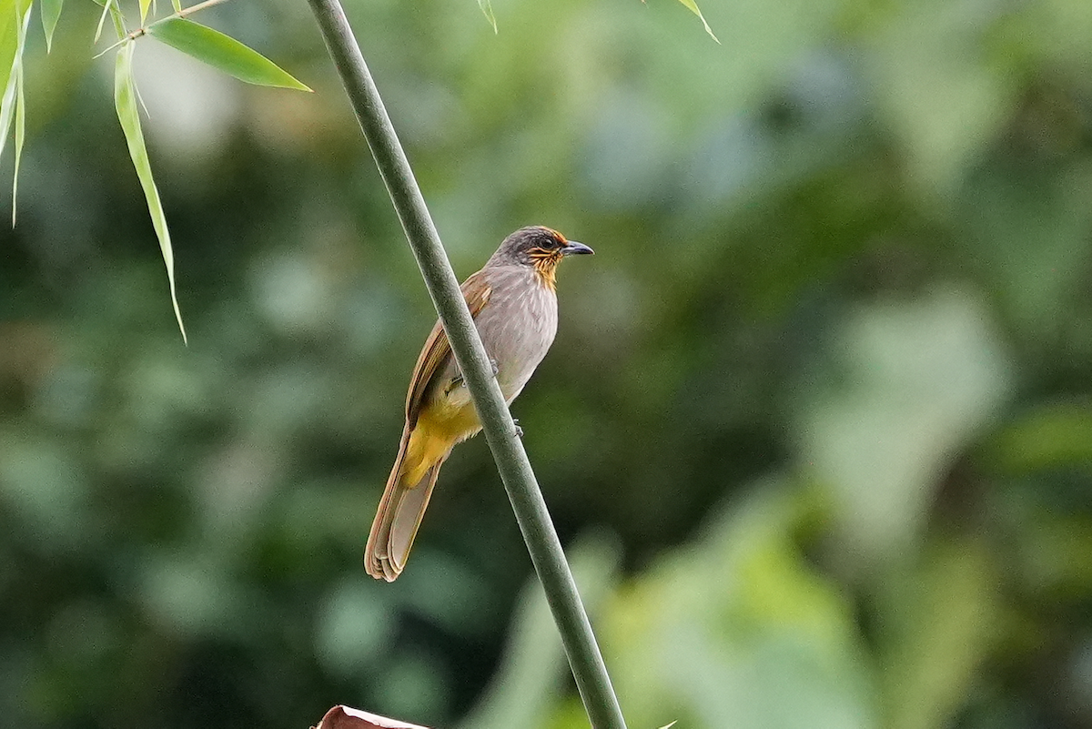 Stripe-throated Bulbul - ML644454268
