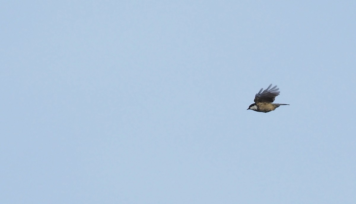 Coal Tit - ML644454271