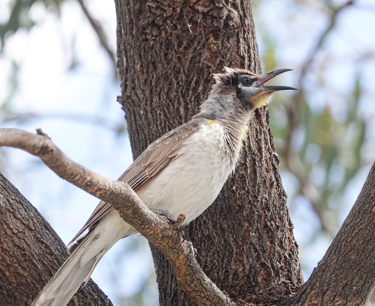 Little Friarbird - ML644454283