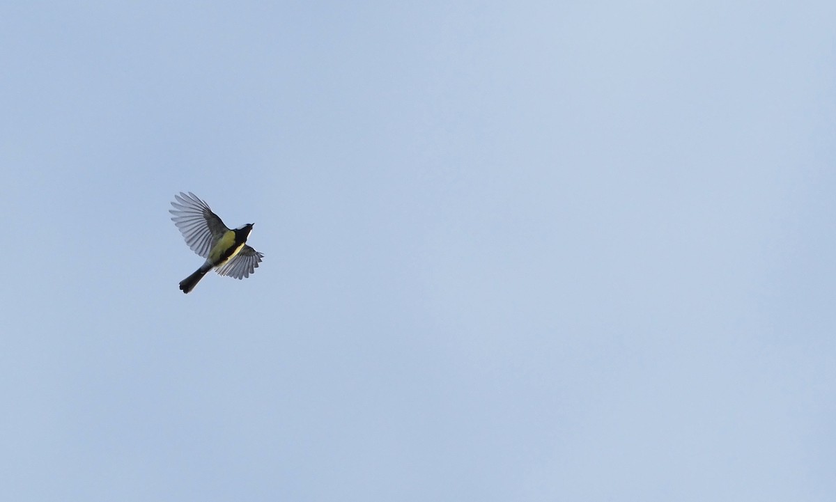 Great Tit - ML644454285