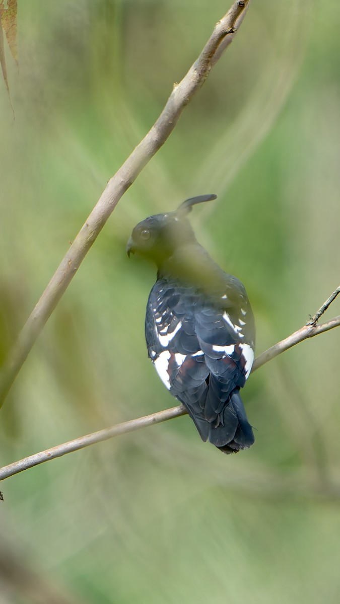 Black Baza - ML644454286