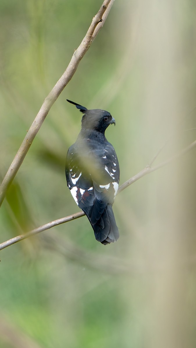 Black Baza - ML644454287