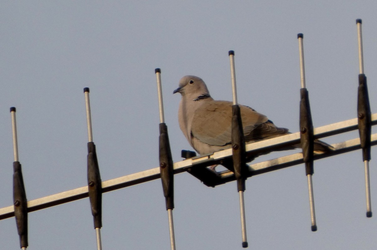 hrdlička zahradní - ML644454289