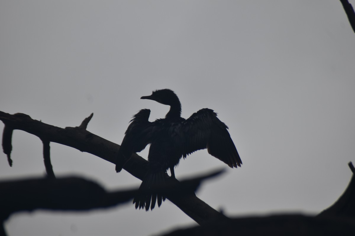 Indian Cormorant - ML644454290