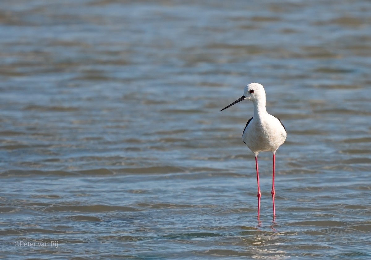 Black-winged Stilt - ML644454292