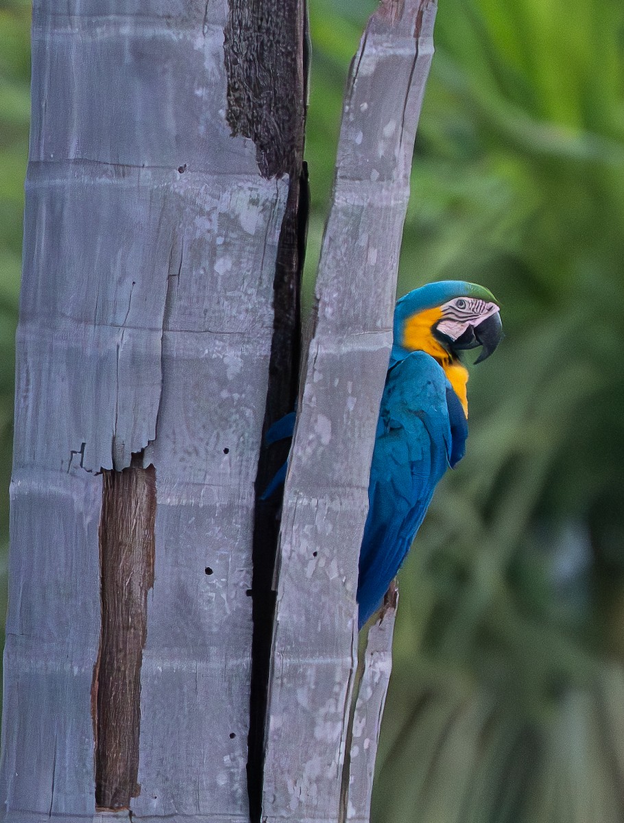 Ara gialloblu - ML644454293