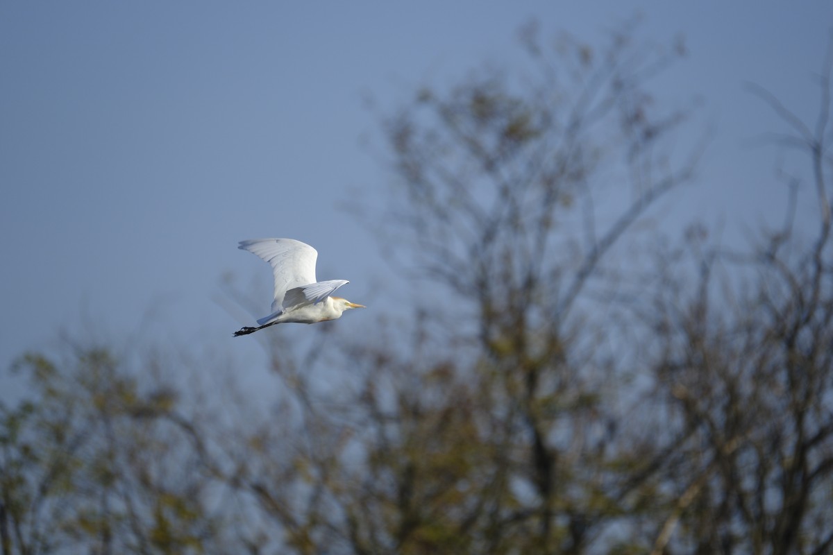 Western Cattle-Egret - ML644454305