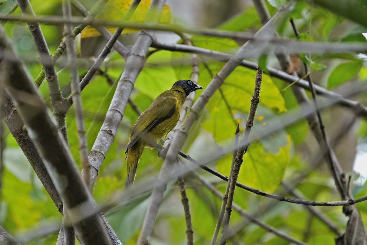 Black-headed Bulbul - ML644454306