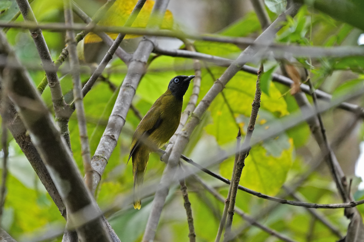 Black-headed Bulbul - ML644454307
