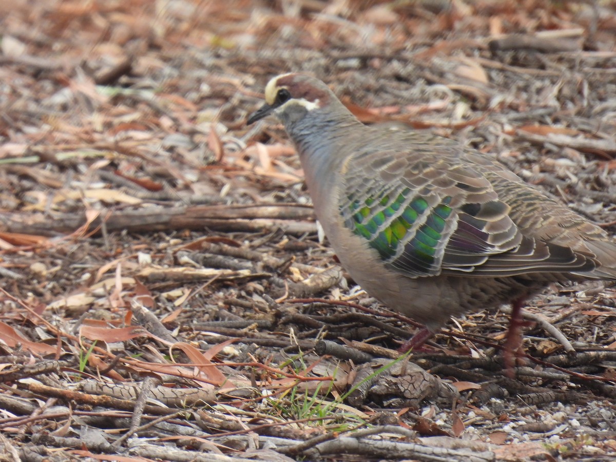 Common Bronzewing - ML644454310