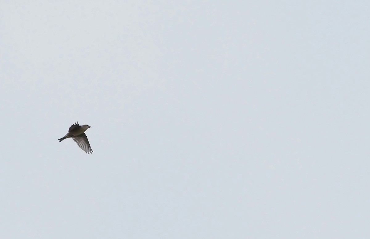 צלוב-מקור אדום - ML644454312