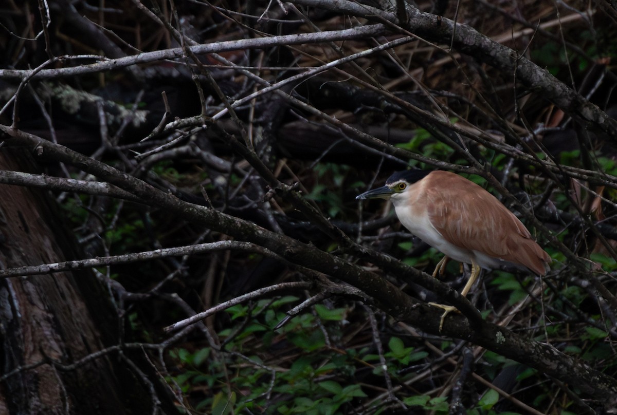 Nankeen Night Heron - ML644454313
