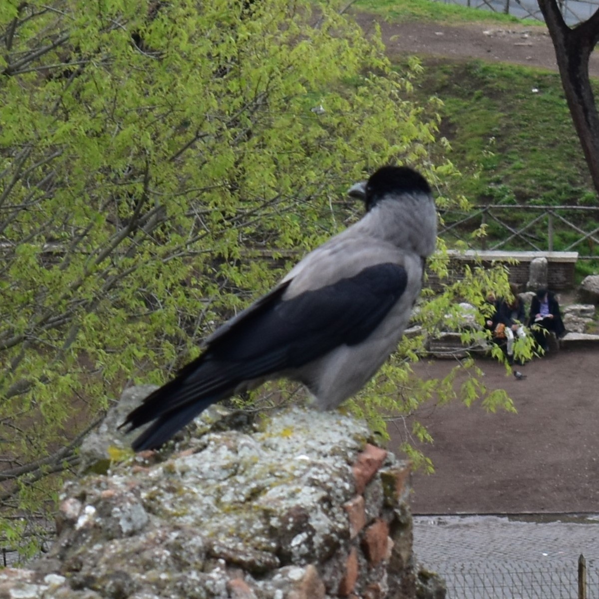 Саарал хэрээ - ML644454316