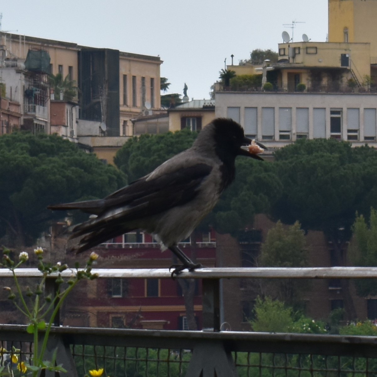 Саарал хэрээ - ML644454317