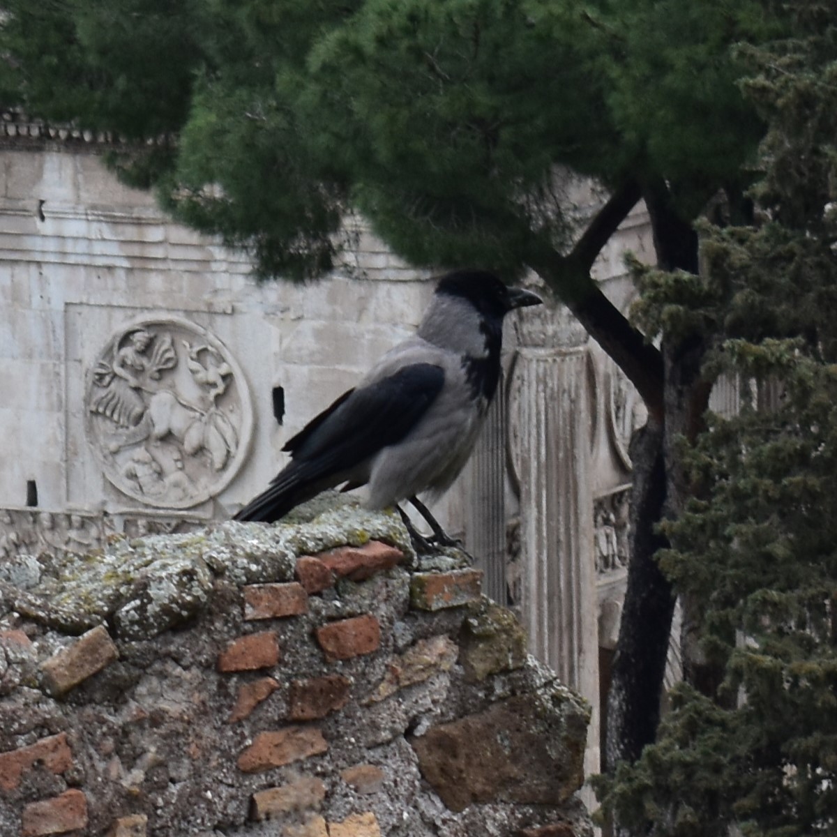 Саарал хэрээ - ML644454318