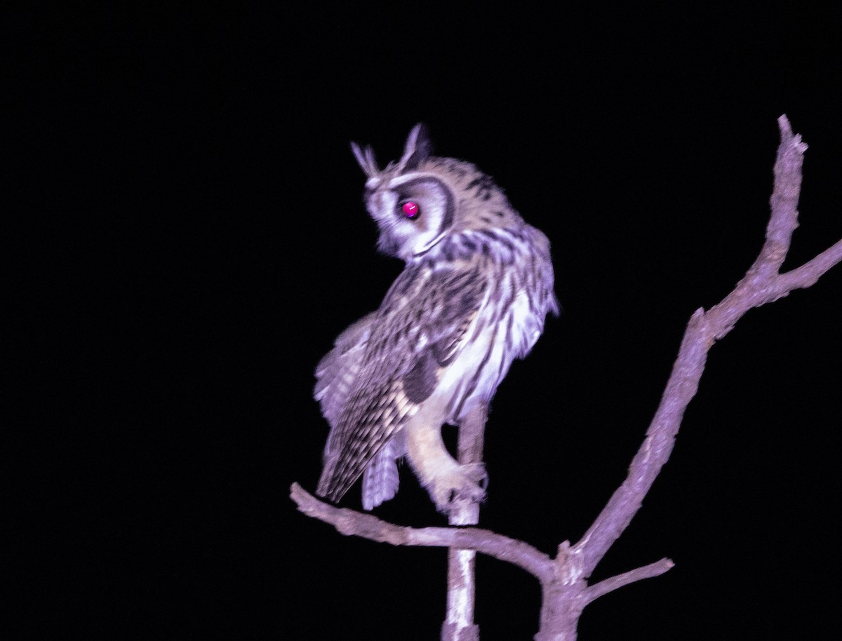 Striped Owl - ML644454322