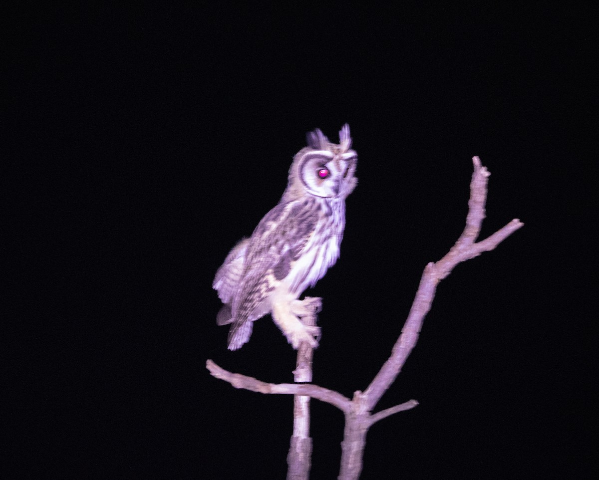 Striped Owl - ML644454323