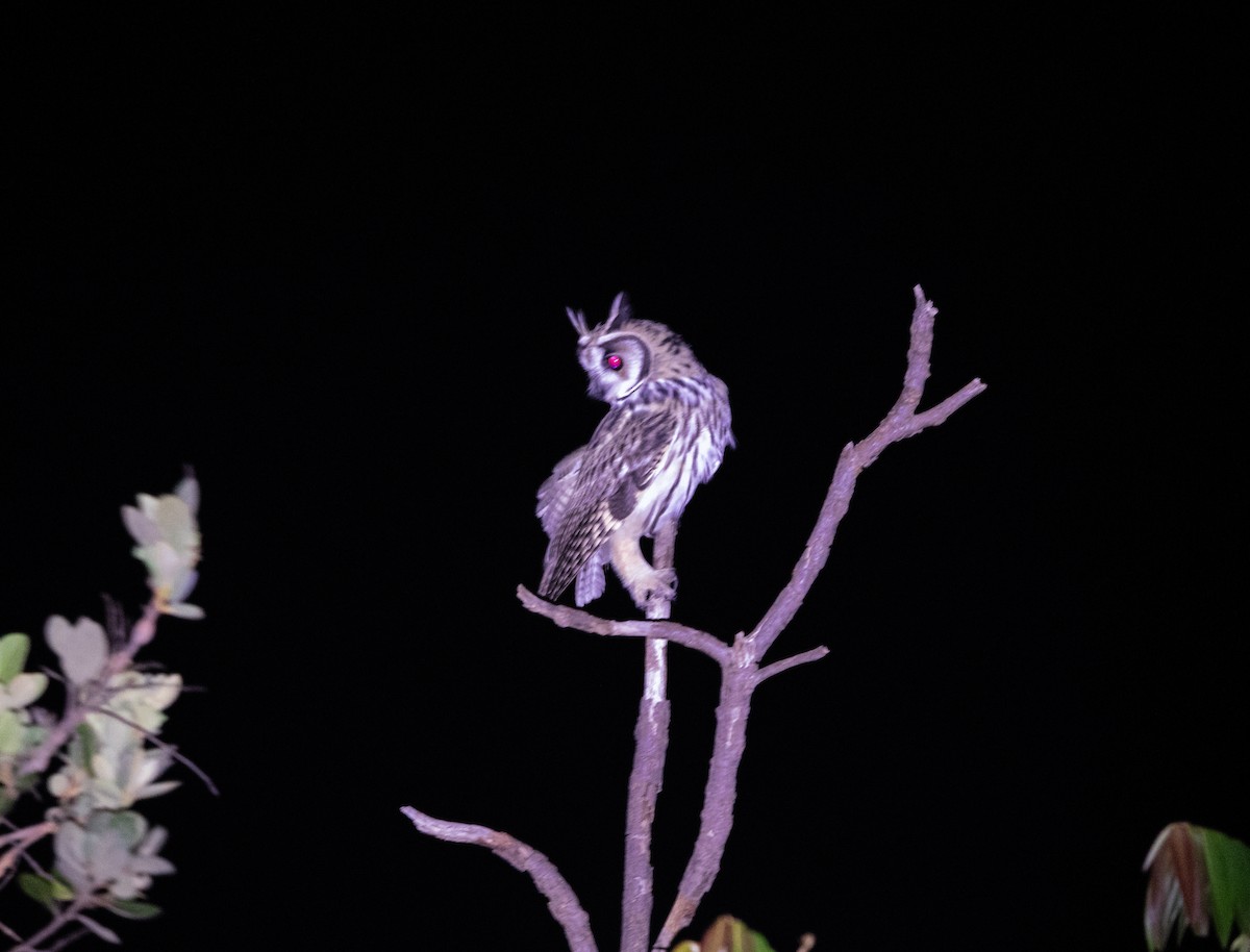 Striped Owl - ML644454324