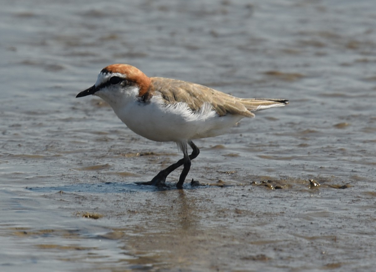 Red-capped Plover - ML644454327