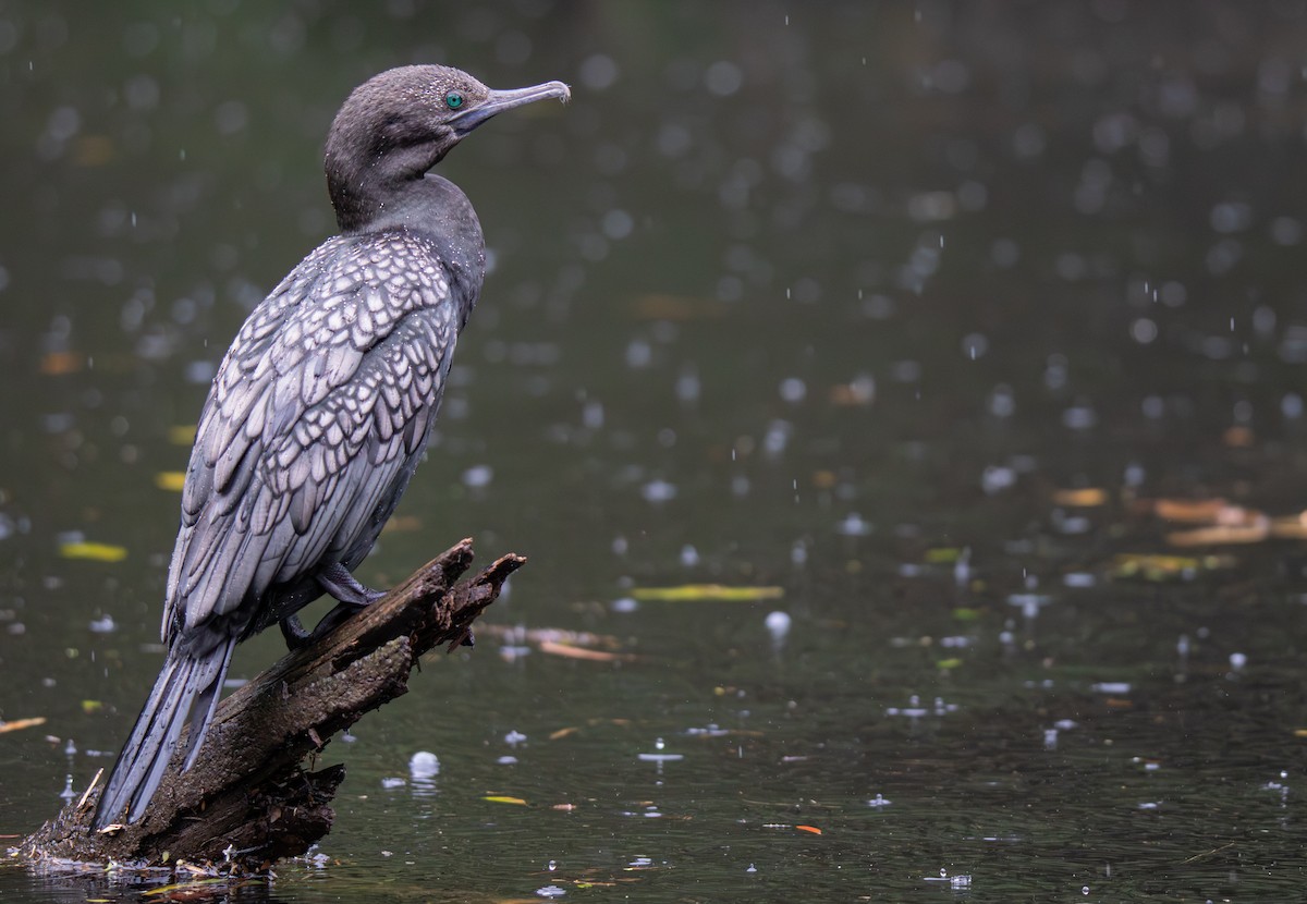 Cormorán Totinegro - ML644454329
