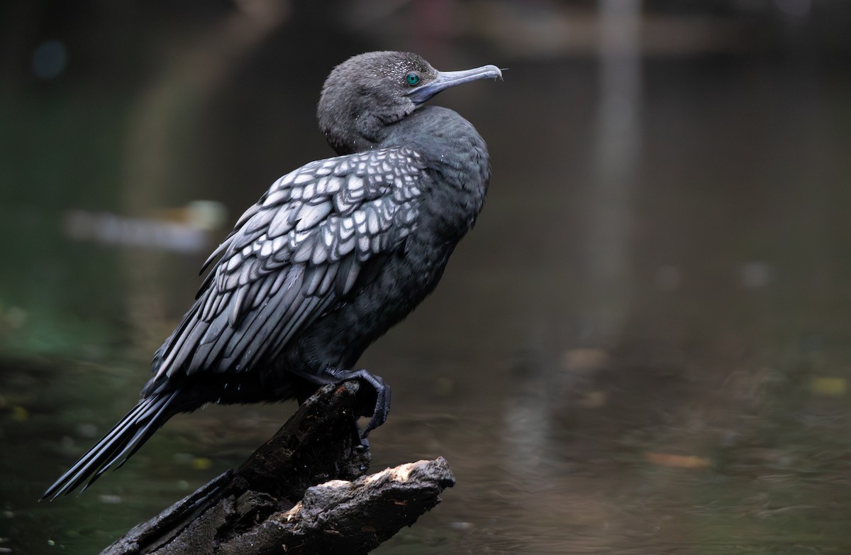 Cormorán Totinegro - ML644454330