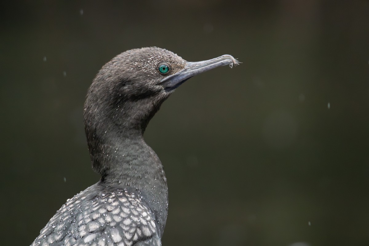 Cormorán Totinegro - ML644454331