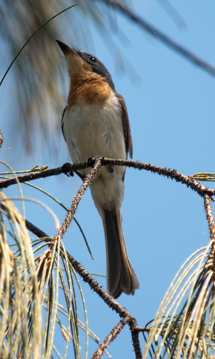 Leaden Flycatcher - ML644454349