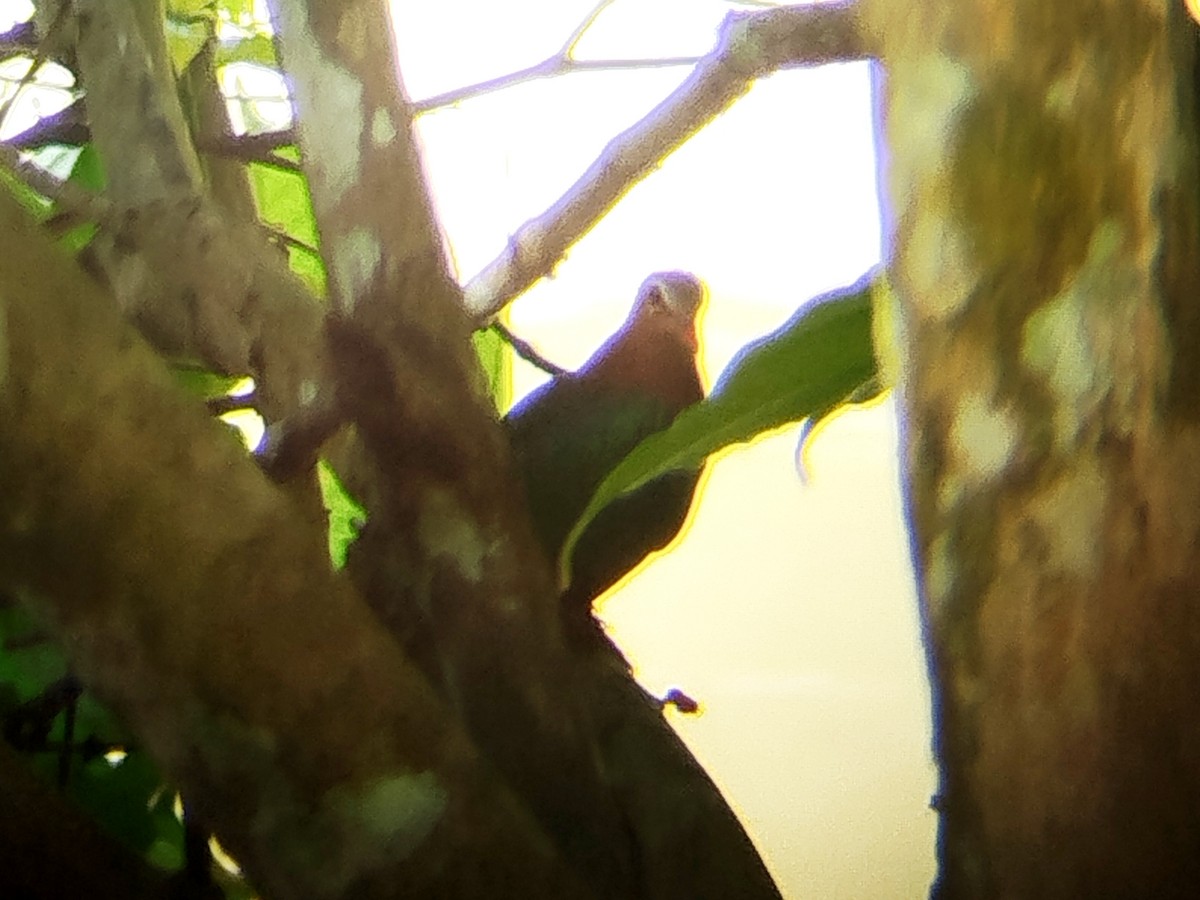 Asian Emerald Dove - ML644454352