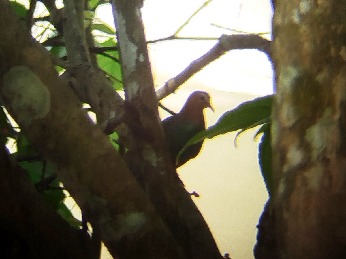 Asian Emerald Dove - ML644454353