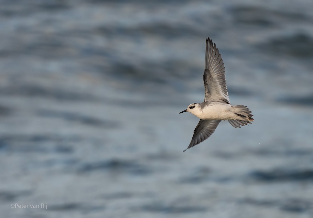 Red Phalarope - ML644454362