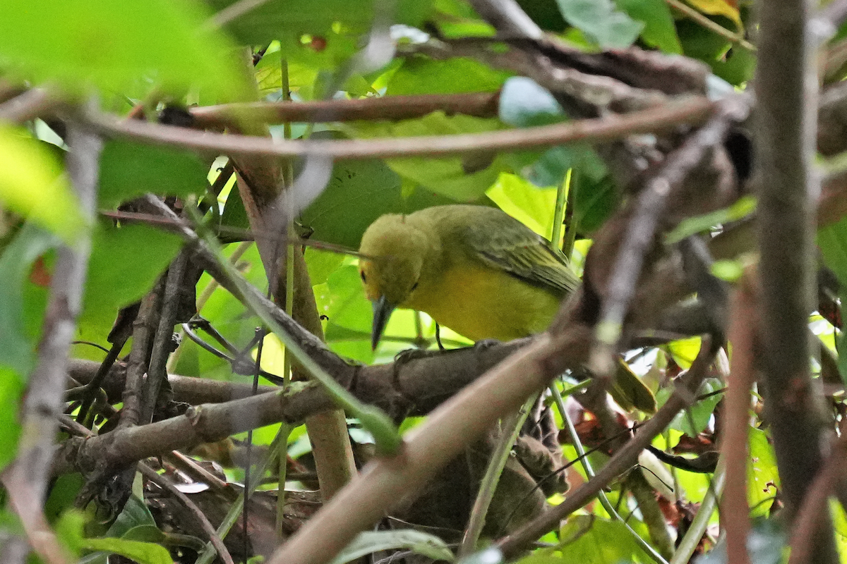 Iora de Lafresnaye - ML644454366