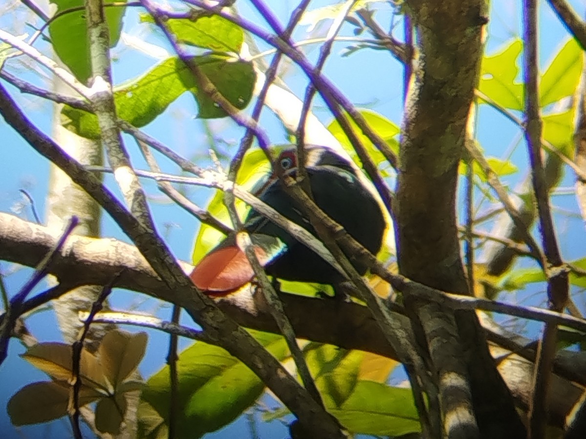 Chestnut-breasted Malkoha - ML644454371