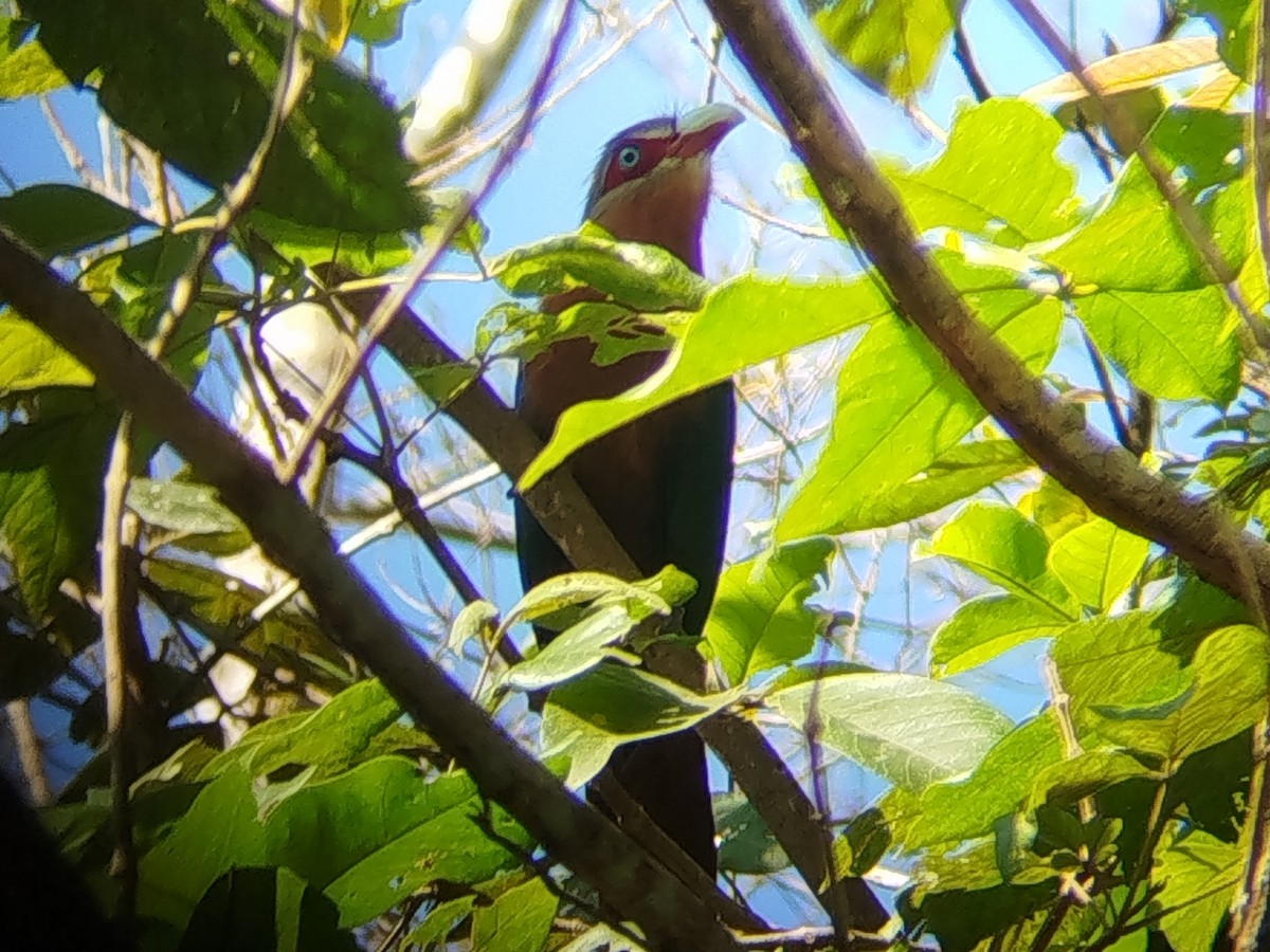 Chestnut-breasted Malkoha - ML644454372
