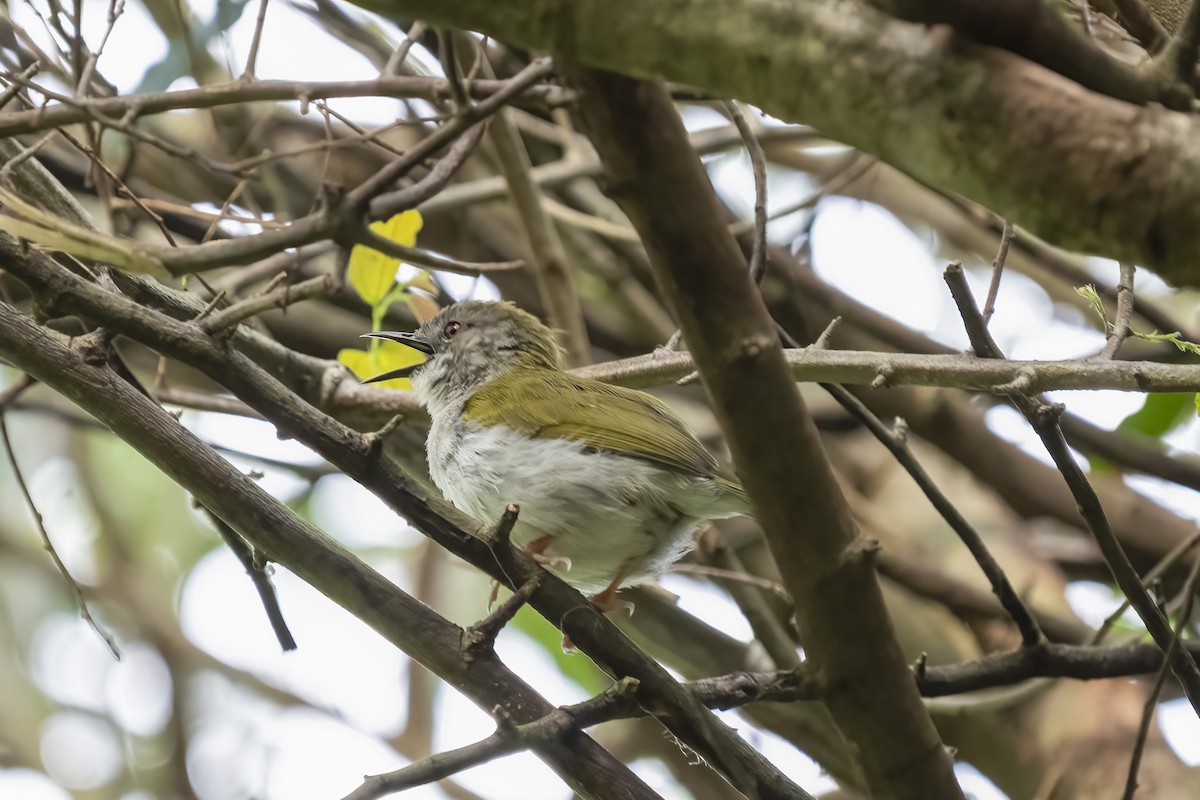 Yeşil Sırtlı Kamaropter - ML644454377