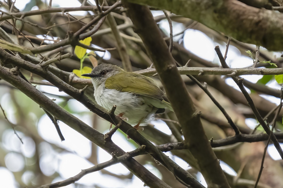 Yeşil Sırtlı Kamaropter - ML644454378