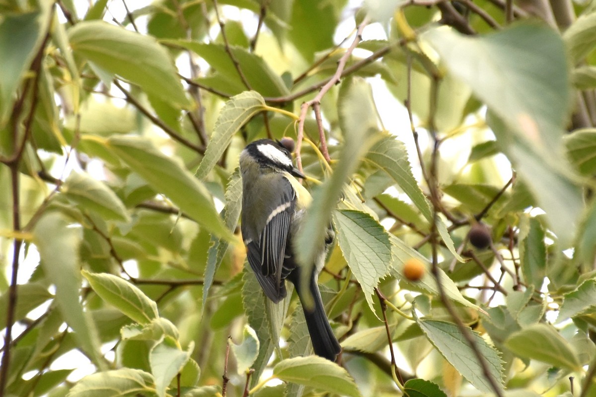 Great Tit - ML644454381