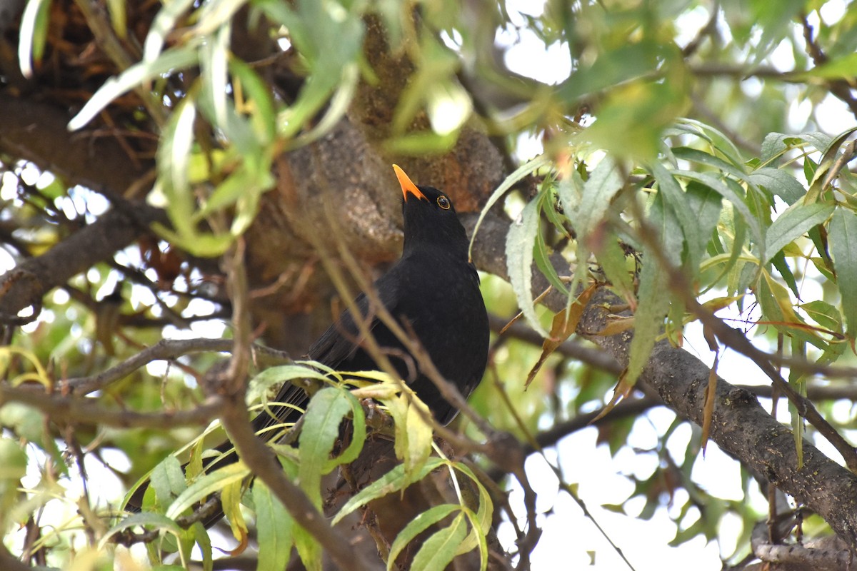 Eurasian Blackbird - ML644454383