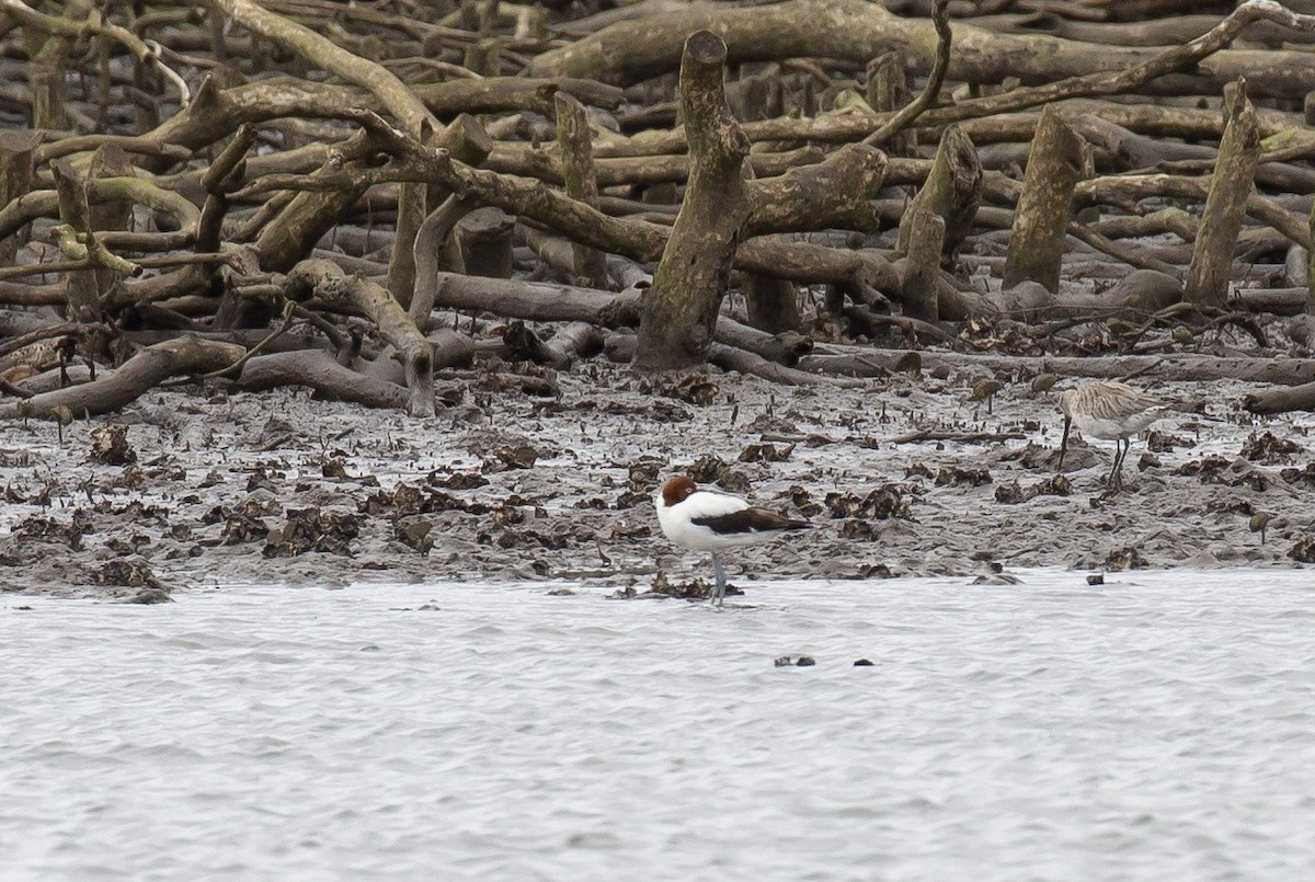 Чоботар австралійський - ML644454391