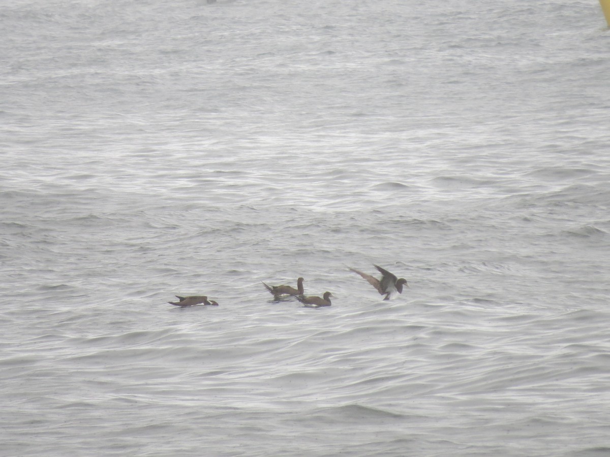 Brown Booby - ML644454396