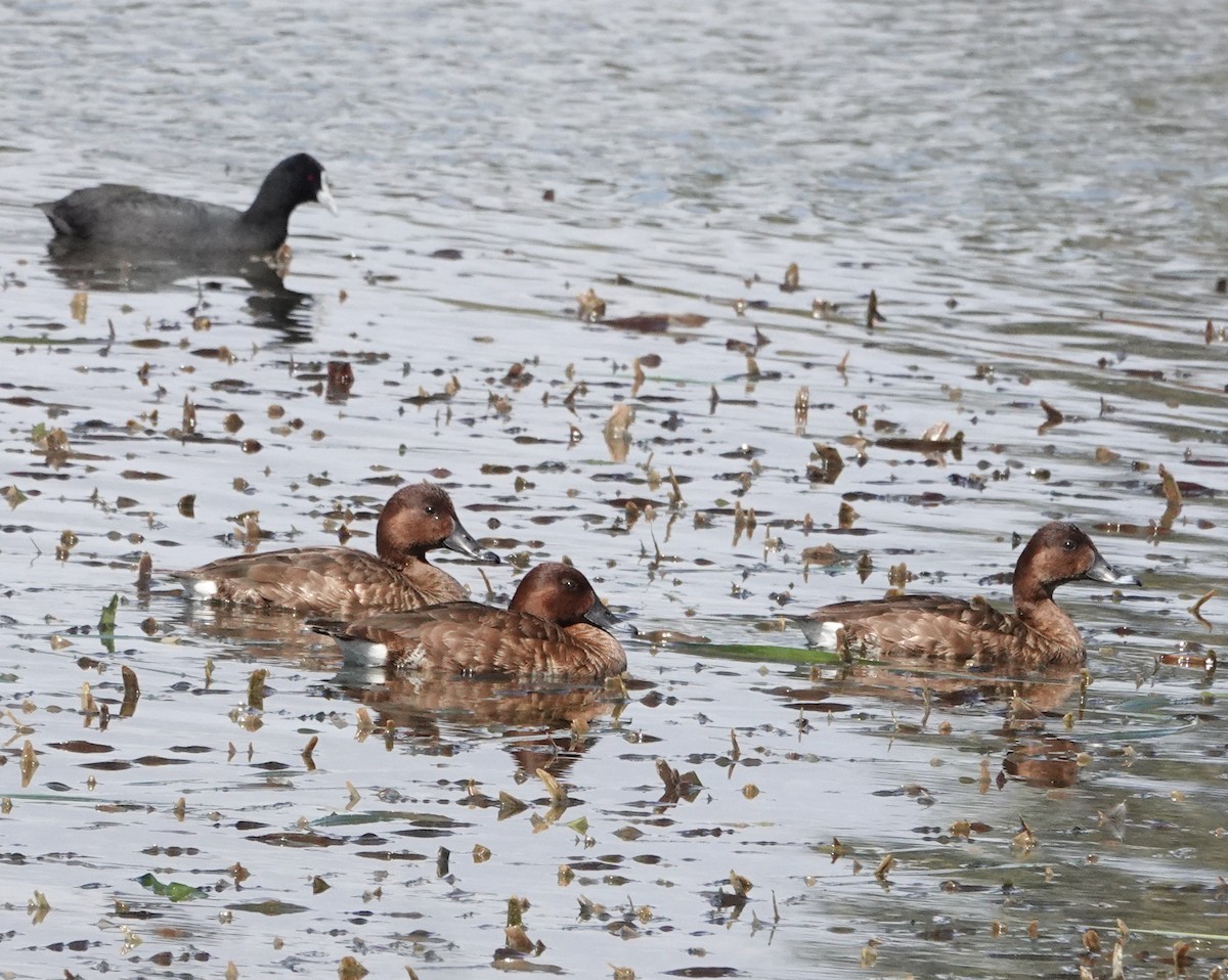 Hardhead - ML644454410