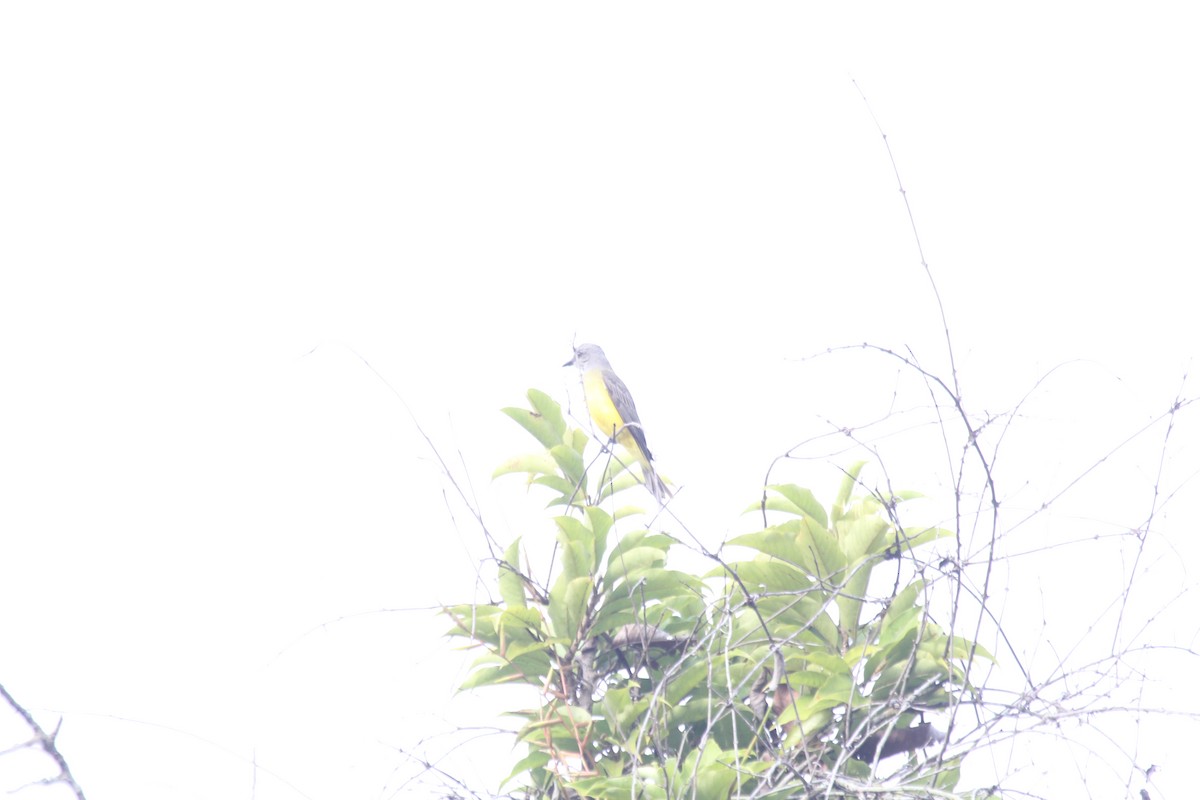 Tropical Kingbird - ML644454411