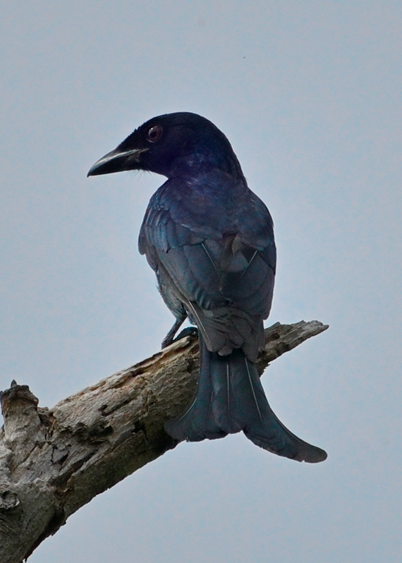 Crow-billed Drongo - ML644454412