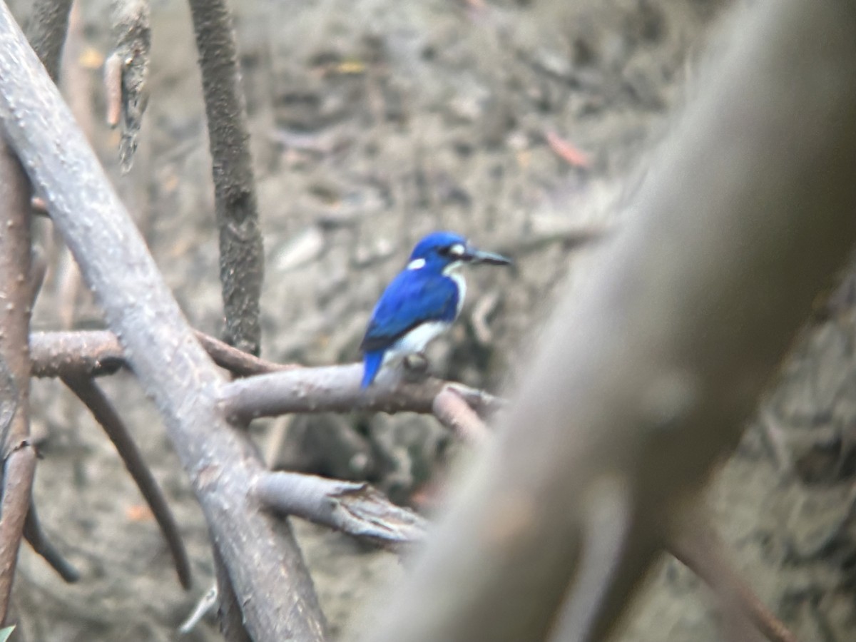 ledňáček mangrovový - ML644454413