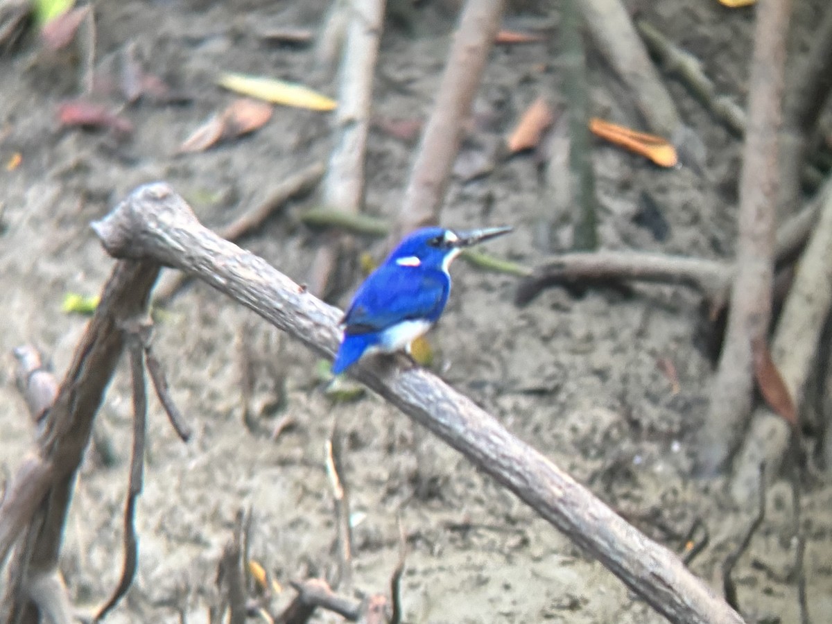 ledňáček mangrovový - ML644454414