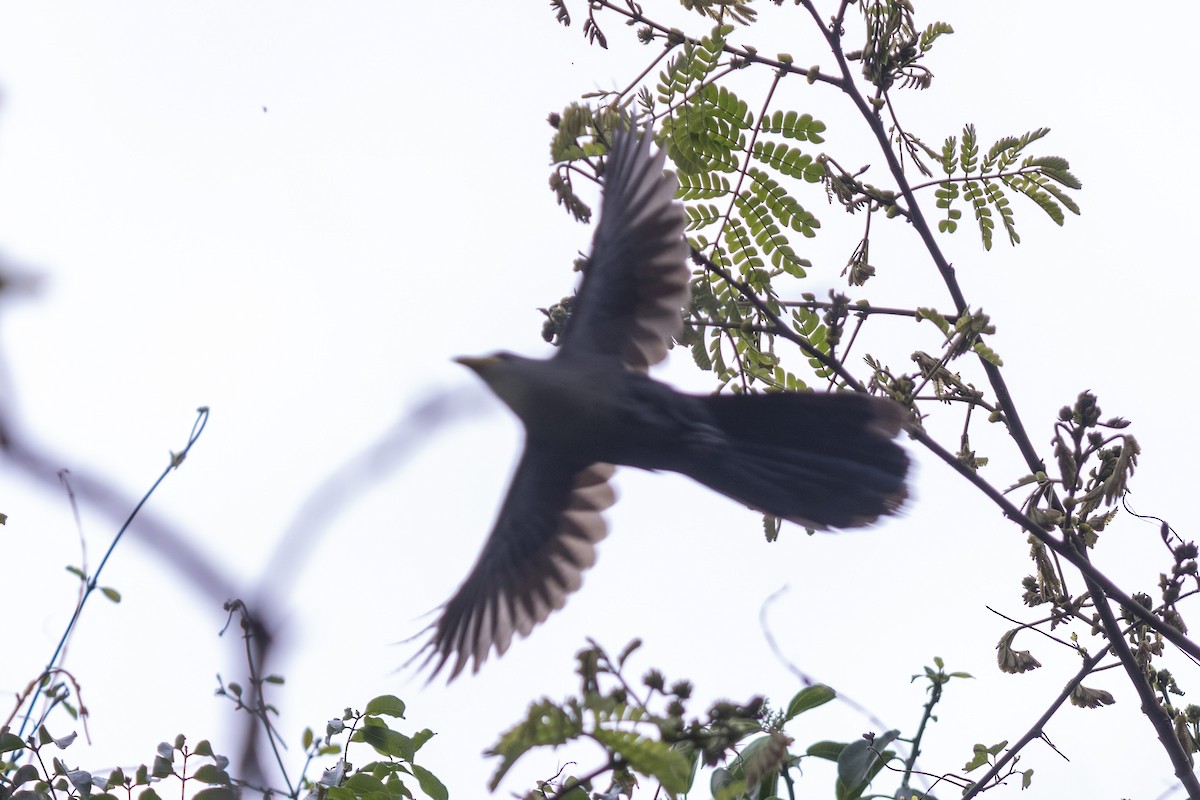 Green Malkoha - ML644454418